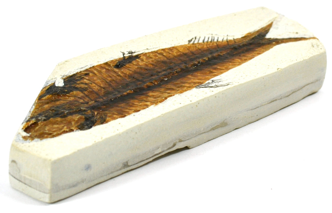 4x10cm Fish Fossil Replica, Mesozoic