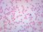 Human Blood Smear - Prepared Microscope Slide - 75x25mm
