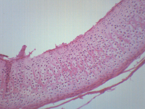 Hyaline Cartilage - Prepared Microscope Slide - 75x25mm