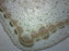 Herbaceous & Woody Stems - Prepared Microscope Slide - 75x25mm