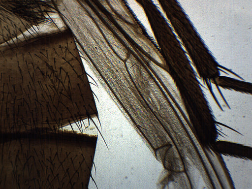 Musca Domestica - Prepared Microscope Slide - 75x25mm
