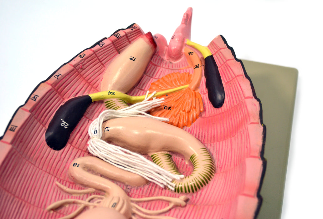 Eisco Labs Model Cockroach Dissection Showing All Internal Parts w/ English Keycard