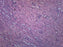 Kidney Section, Human - Prepared Microscope Slide - 75x25mm