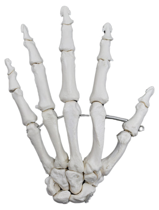 Hand Bone Model, Left - Anatomically Accurate Human Bone Replica
