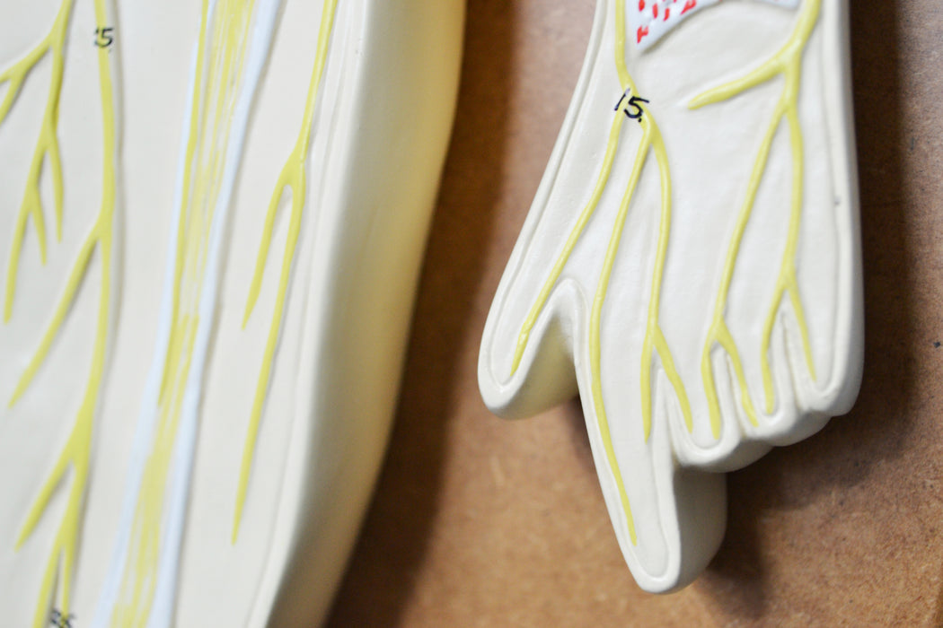 Nervous System Model, 32 Inch - Mounted - Includes Keycard - Great for Studying Structure - Eisco Labs