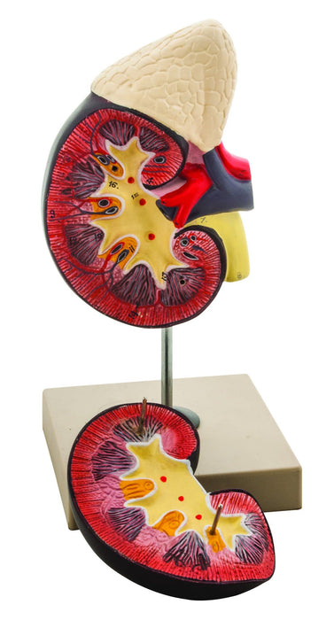 Eisco Life-Size Human Kidney with Adrenal Gland Model, 2 Parts