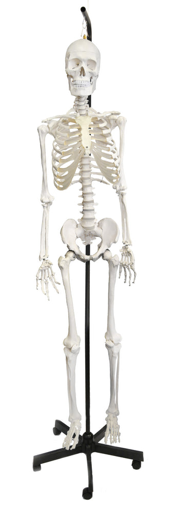 Human Skeleton Anatomical Model with Hanging Stand