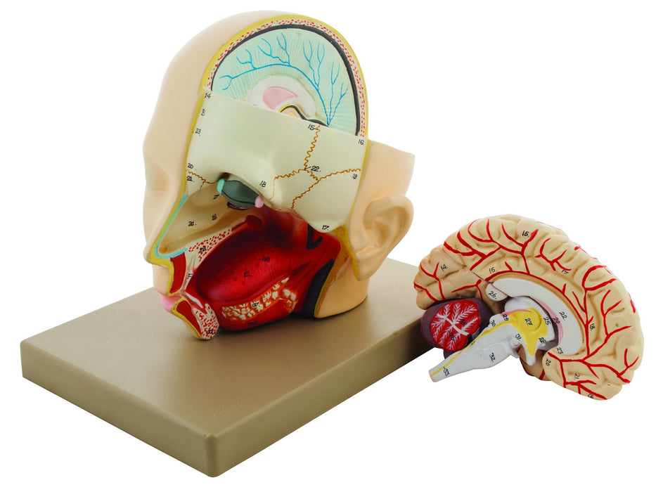 Eisco Life-Size Premium Human Head with Brain Model, 3 Parts