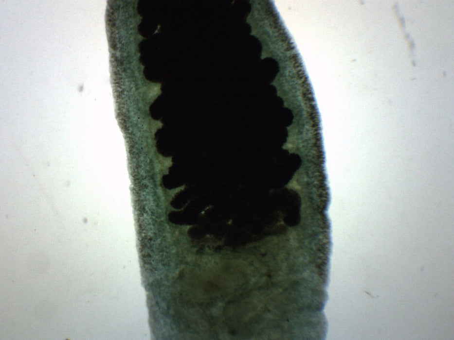 Fasciola Hepatica - Wholemount - Prepared Microscope Slide - 75x25mm