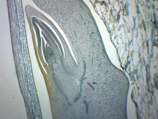 Zea Mays, Corn Grain - Longitudinal Section - Prepared Microscope Slide - 75x25mm