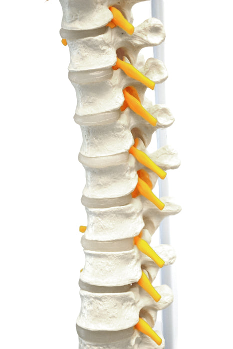 Human Spine Model, Flexible - 31.5" Height - Includes Mount