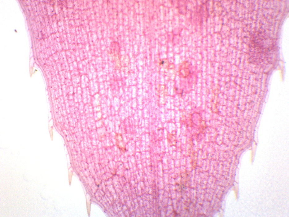 Submerged Leaf of Elodea - Prepared Microscope Slide - 75x25mm