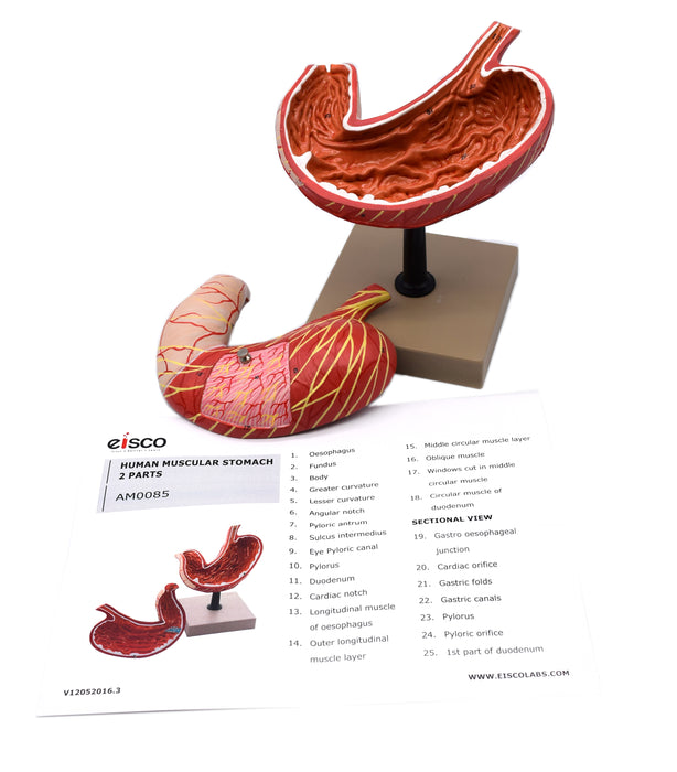 Human Stomach Model, 2 Parts, Three Dimensional, Sectional View with Hand Painted Details - Mounted on Base, 5" x 5" x 7.5" - Eisco Labs