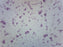 Proteus Vulgaris Smear - Prepared Microscope Slide - 75x25mm