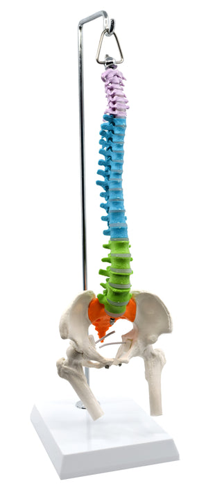 Spinal Column Model with Pelvis & Femur Detail, 1/2 Natural Size