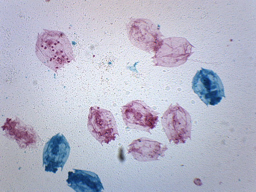 Rotifers Mixed Fresh Water - Prepared Microscope Slide - 75x25mm