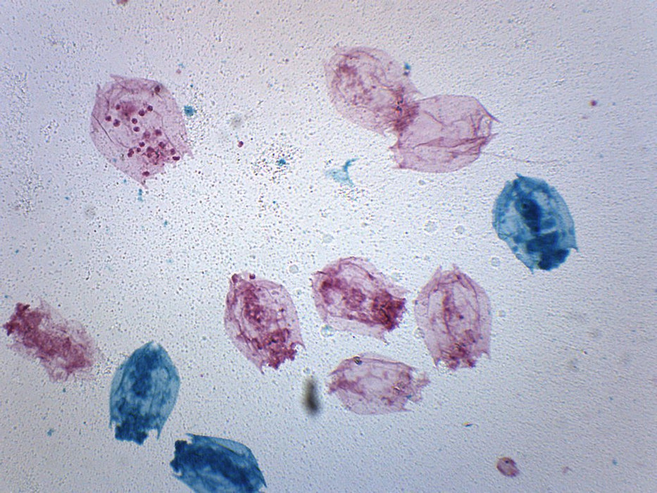 Rotifers Mixed Fresh Water - Prepared Microscope Slide - 75x25mm