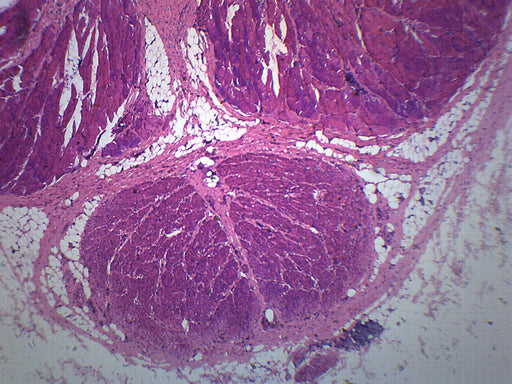 Mammalian Penis - Cross Section - Prepared Microscope Slide - 75x25mm