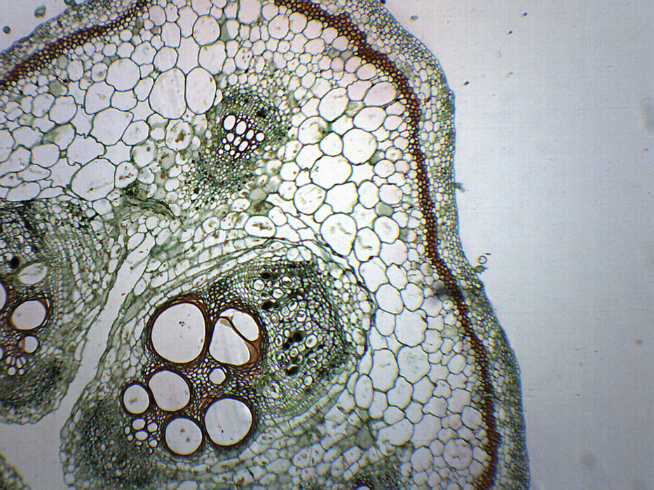 Stem Sample Microscope Pumpkin Stem - Prepared Microscope Slide - 75x25mm — Eisco Labs