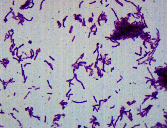 Bacillus Smear, Gram-Negative - Prepared Microscope Slide - 75x25mm