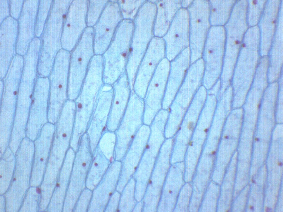 Onion Bulb, Epidermis Prepared Microscope Slide 75x25mm — Eisco Labs