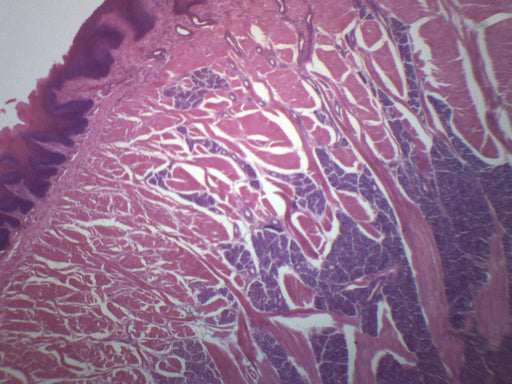 Foliate Papillae - Prepared Microscope Slide - 75x25mm